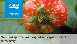 New IPM Approaches to aphid and capsid control in strawberry